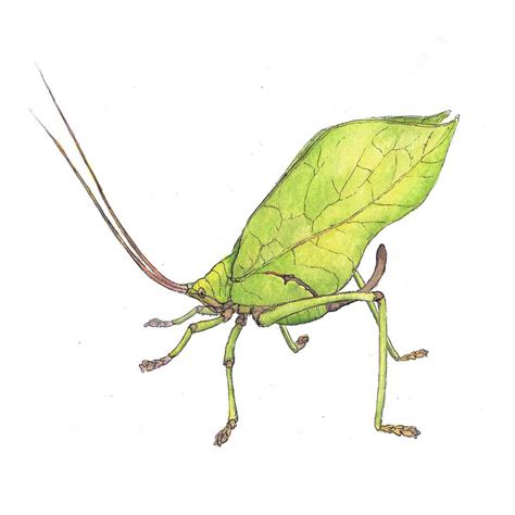 Leaf Katydid – Better In Belize Eco Community