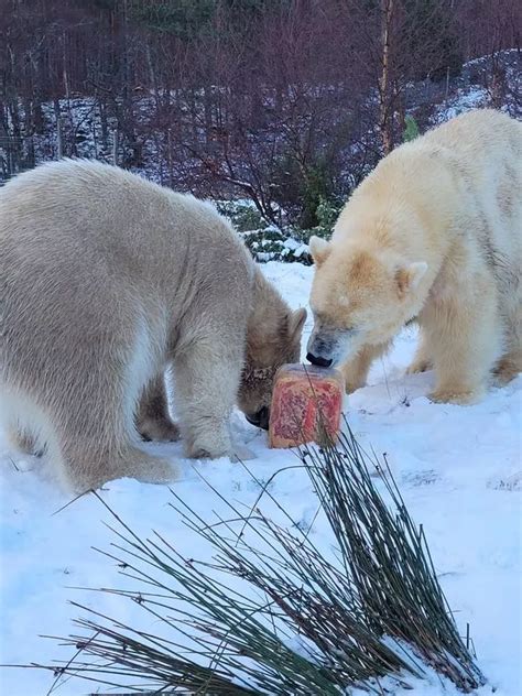 Highland Wildlife Park Polar Bear Cub Celebrates First Birthday With