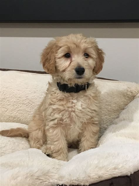 Mini Goldendoodle Love 8 Weeks Old Maltipoo Puppy Mini Goldendoodle