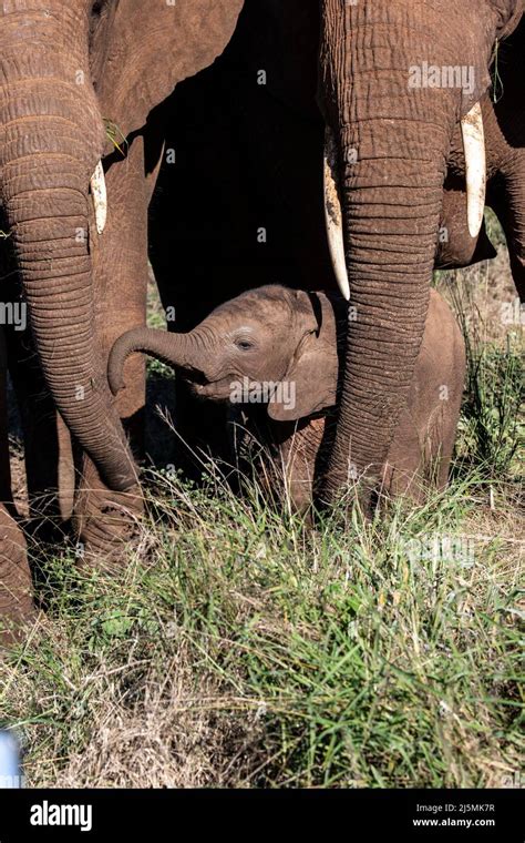 A Baby African Elephant Loxodonta Africana Sheltering Beneath Two