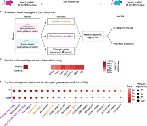 Machine Learning Analysis Reveals That Sex Dimorphic Gene Expression