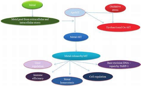 Scheme Of The Impacts Of Metallothioneins Stress And Metal Ions Download Scientific Diagram