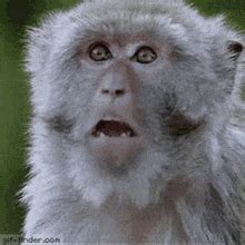 White Monkey Funny Face GIF - White Monkey Funny Face Animal - Discover & Share GIFs