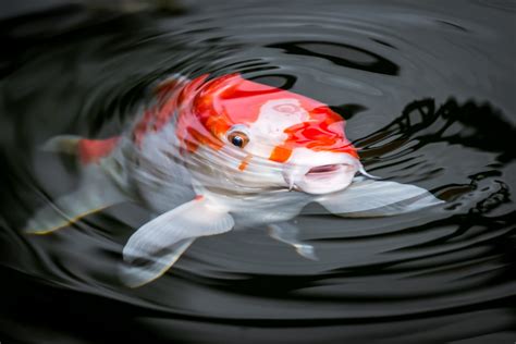 Easy Drawings Of Koi Fish