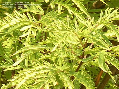 Plantfiles Pictures American Elder Common Elderberry Aurea