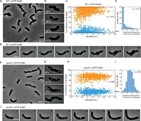 A Dynamic Mitotic Like Mechanism For Bacterial Chromosome Segregation