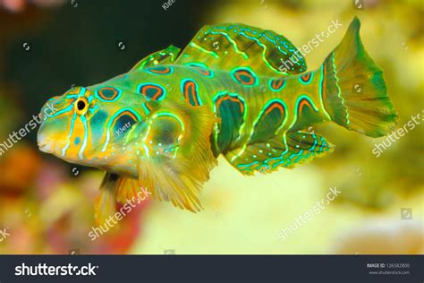 Mandarinfish Mandarin Dragonet Synchiropus Splendidus Little库存照片