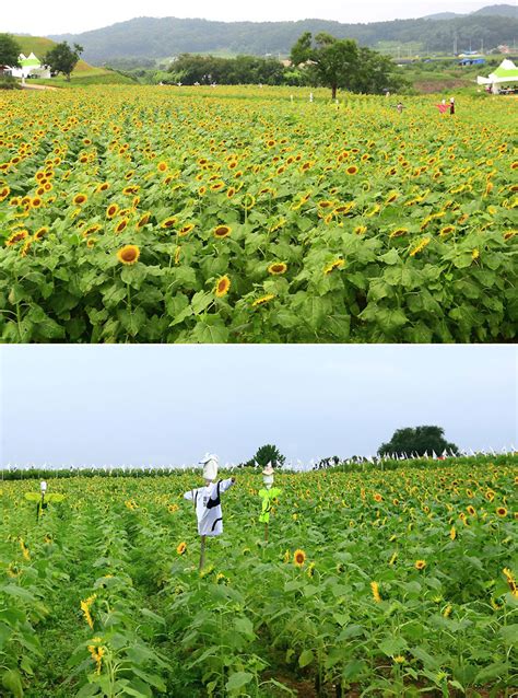 경기도 연천에서 열리는 연천장남통일바라기축제속으로 고고~ 경기도뉴스포털