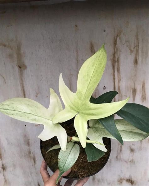 Philodendron Florida Ghost Mint Etsy