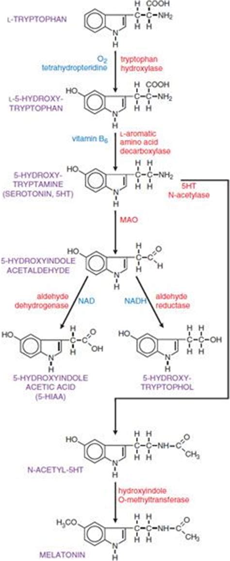 5 Hydroxytryptamine Serotonin And Dopamine Basicmedical Key