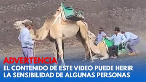 Video Repudio E Indignaci N Por Maltrato A Camellos En Espa A