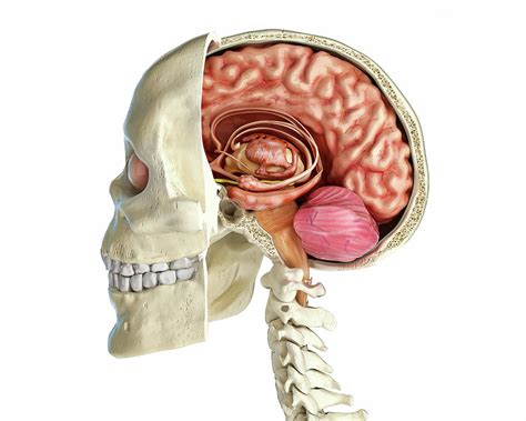 Human Skull Mid Sagittal Cross Section Photograph By Leonello Calvetti