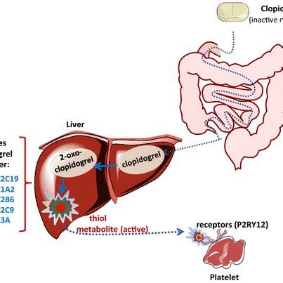 Activation and mechanism of action of clopidogrel. After absorption ...