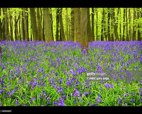 Bluebell Woods High-Res Stock Photo - Getty Images