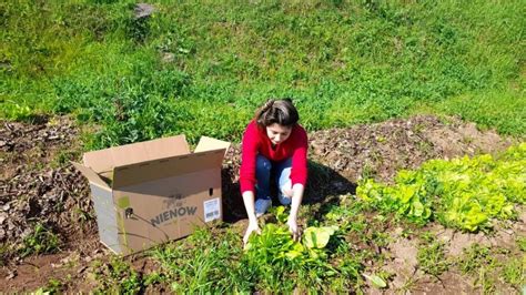 Alunos de agronomia do IFRS cultivam alimentos para instituições de