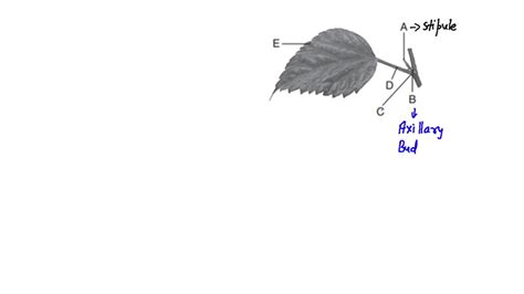 Identify the parts of A to E in the below figure?(a) A-Leaf base, B ...