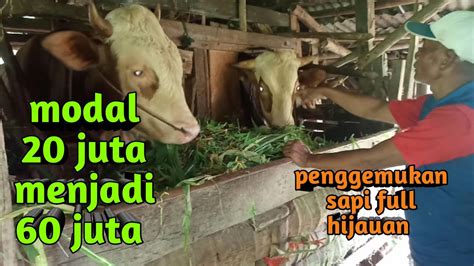 Sukses Penggemukan Sapi Pakan Full Hijauan YouTube