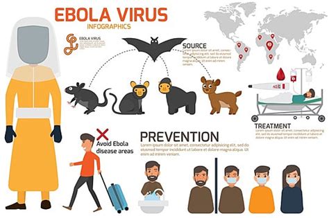 Design Of Details Ebola Virus Sign Symptoms And Prevention Infographics