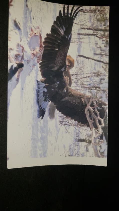 Golden Eagle fighting Fox from trail camera : r/natureismetal