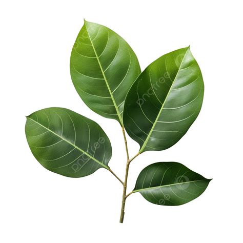 Green Ficus Lyrate Leaves Png File Foliage Garden Healthy Png