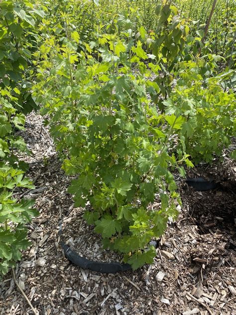Ribes Aureum Possibility Place
