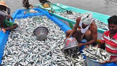 Fao Sub Committee भारत फाओ मत्स्य पालन उप समिति का पहला उपाध्यक्ष बना