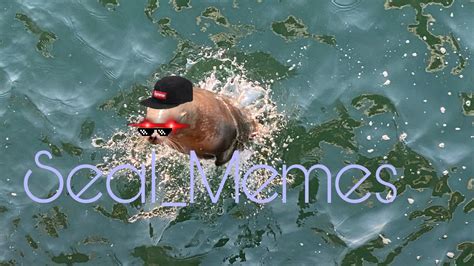 @Seal_memes | Memes