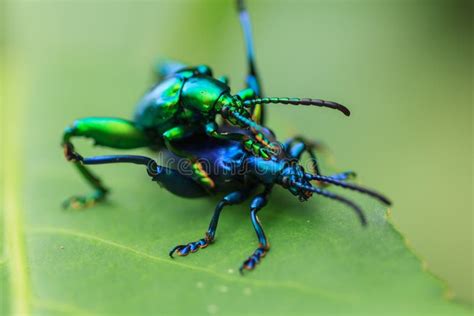 Mating of beetle stock photo. Image of bright, fauna - 33139856