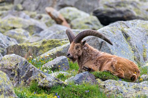 The West Caucasian tur or Capra caucasica Stock Photo by Yakov_Oskanov