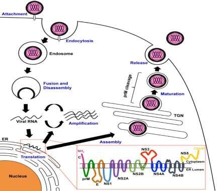 The dengue virus (DENV) life cycle. | Download Scientific Diagram