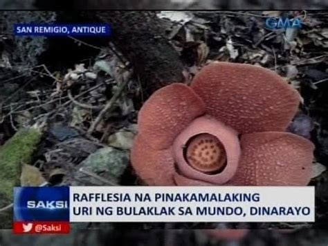 Bulaklak Makikita Lamang Sa Mindanao