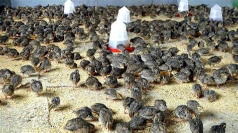 Amazing Modern Quail Farming Another Batch Of Quail Layers Adding A