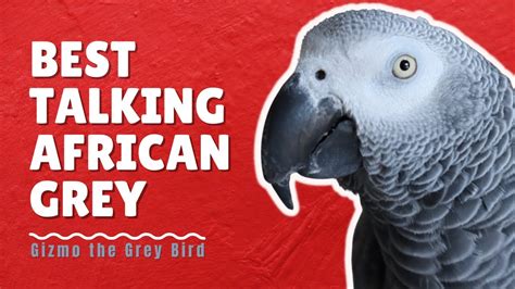 African Grey Talking For Minutes Straight Gizmo The Grey Bird