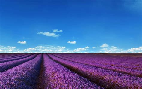 Lavendel Wallpaper Wallpapers