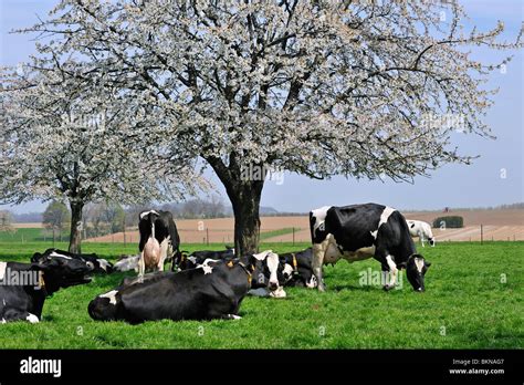 Cows Bos Taurus Resting In Orchard With Cherry Trees Blossoming