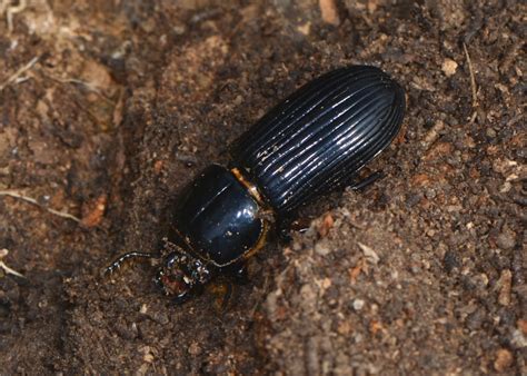 Ohio Birds And Biodiversity Eyed Click Beetle