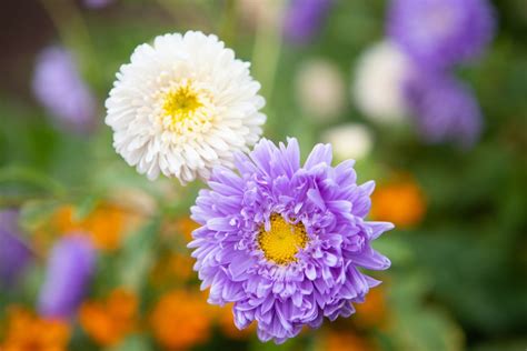 The Symbolism of Asters: Understanding the Meaning of the Flower