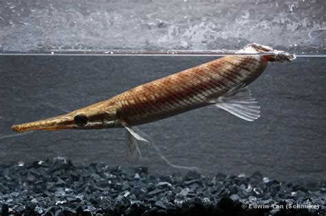 Atractosteus Tropicus Tropical Gar — Seriously Fish