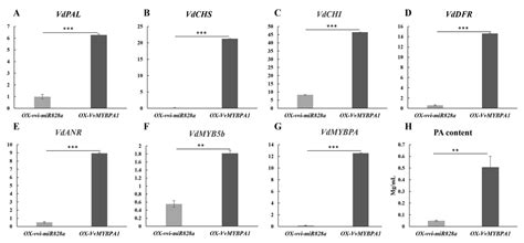 Plants Free Full Text Regulatory Mechanism Of Proanthocyanidins In