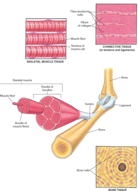 Muscles - Bone, Joint, and Muscle Disorders - MSD Manual Consumer Version