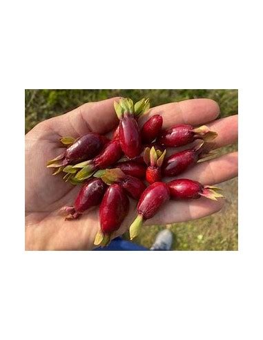 Cherry De Savana Eugenia Calycina Arbolito En Venta En Mexico