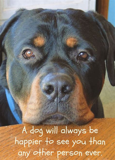 21 rottweiler mixes with pictures – Artofit