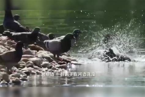 鱼把鸟吃了？鸽子在河边洗澡，一条鱼跑上来瞬间把鸽子生吞鸽子瞬间