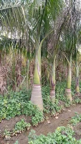 Hyophorbe Lagenicaulis Green Bottle Palm For Garden Ft Above At Rs