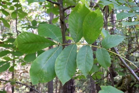 The Mockernut Hickory Tree - Footsteps in the Forest