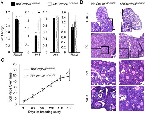 Irx3 And Irx5 Collaborate During Ovary Development And Follicle