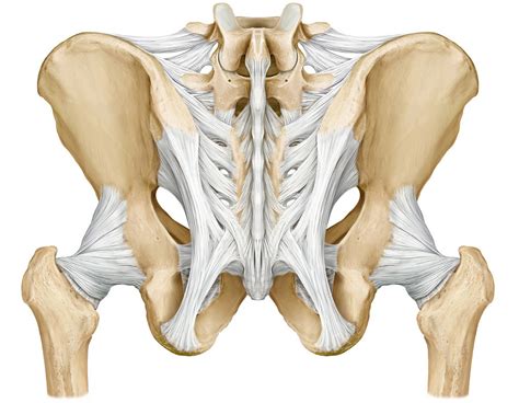 Anterior Pelvic Ligaments Anatomy