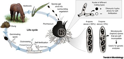 Podospora Anserina Trends In Microbiology