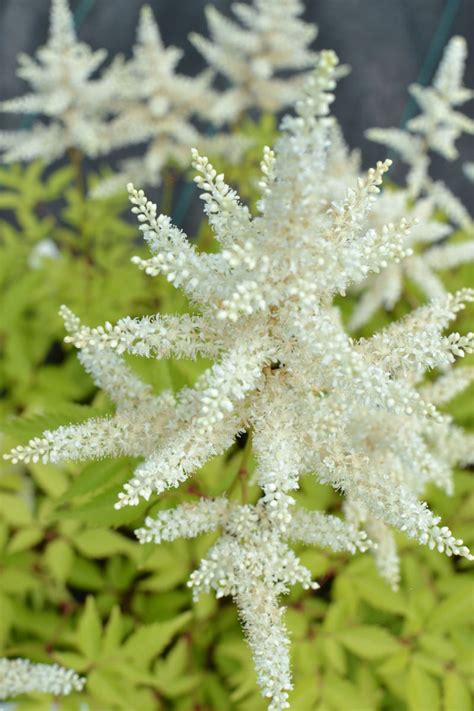 Astilbe Japonica Deutschland Blanc L Ger Dense Le Jardin D Eau