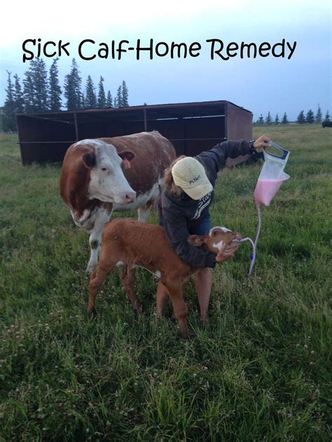 Sick Calf-Home Remedy | Cattle ranching, Calves, Sick